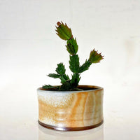 Bonsai pot/Flower pot